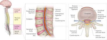 The quadratus lumborum muscles (orange, in the image above) are found in the lower back (also called the lumbar area). Low Back Pain Nature Reviews Disease Primers