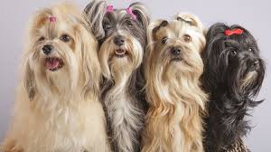 Find long haired yorkshire terrier puppies and dogs from a breeder near you. 4 Pretty Yorkshire Terrier Dog Havanese Dog With Long Hair 1920x1080 Wallpaper Teahub Io