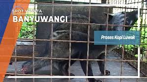 10:48 petualangan jamal laeli recommended for you. Proses Kopi Luwak Banyuwangi