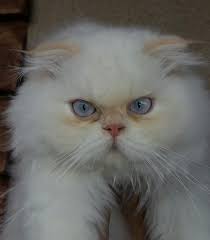 iran kedisi fotograflari sevimli 21 fars persian kedi resmi fotograf indir iran kedisi kedi kediler ve yavrulari