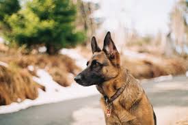 Maybe you would like to learn more about one of these? How To Adopt A Dog In New Jersey Fees Tips Rescues