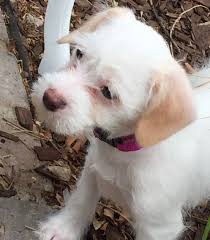 Biscuit Maltese Jack Russell Terrier Mix 3 Months Old Pitbull Terrier Puppies Pitbull Terrier Chihuahua Dogs
