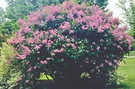 Image result for Syringa prestoniae