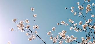 W tym dniu przynosimy do kościołów palmy niedziela palmowa w piśmie świętym. Niedziela Palmowa W Bawarii Poradnik Dla Opiekunki W Niemczech Worknow