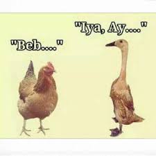 Beb Ay Lucu Kutipan Lucu Meme Lucu