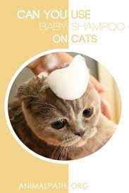 Can You Use Baby Shampoo On Cats Cat Shampoo Cat Care Cats And Kittens