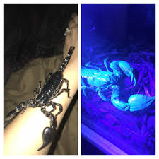 Check spelling or type a new query. My New Obsessions Right Pic Under Black Light O Course Love Love Love How Active And Voracious These Asian Forest Scorps Are Now To Work Ona Kick Ass Vivarium Scorpions