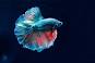 Image of How long do betta fishes live?