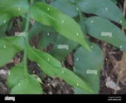 Image result for Asplenium gemmiferum