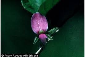 Image result for Galactia striata