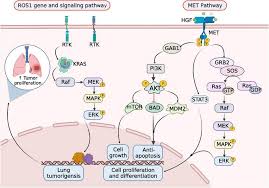Image result for ROS1 Inhibitor
