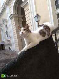 Maybe you would like to learn more about one of these? Defenders Of The Hermitage Whiskered Warriors Keep Rodents From Devouring World Class Art Rtd