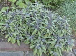 Growing Sage My Little Green Thumb Drought Tolerant Plants Growing Herbs Growing Sage