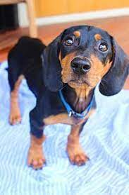 Check spelling or type a new query. Fort Valley Ga Dachshund Meet Jay A Puppy For Adoption Http Www Adoptapet Com Pet 19203646 Fort Valley Geor Dachshund Adoption Dachshund Puppy Adoption