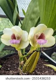 Image result for Harrisonia