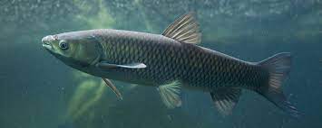Controlling Aquatic Vegetation With Grass Carp