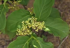 Image result for Afrocanthium lactescens