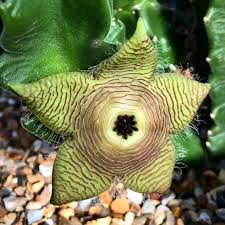 Image result for Ceropegia crassifolia