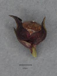 Image result for Scleria racemosa