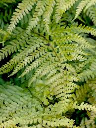 Image result for Microlepia strigosa