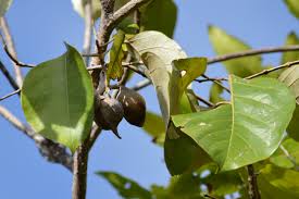 Image result for Heritiera