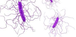 The infection most commonly affects people who have recently been treated with antibiotics, but can spread easily to others. C Difficile News Research And Analysis The Conversation Page 1