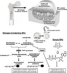 Image result for Bisphosphonates