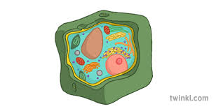 Learn vocabulary, terms and more with flashcards, games and other study tools. 30 Label A Plant Cell Diagram Labels Design Ideas 2020