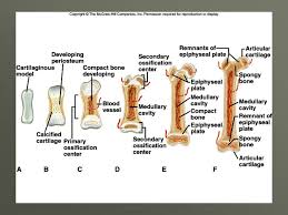 A typical long bone showing gross anatomical features. Sistem Gerak Pada Manusia Ppt Download