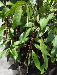 Produksi mata air yang berlebihan. Anak Pokok Mata Kucing