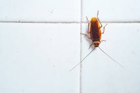 How To Help Prevent Bringing Cockroaches To Your New Home Terminix