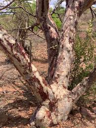 Image result for Sterculia rogersii