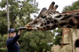 Today Is World Giraffe Day Celebrating The World S Tallest Animal On Melbourne S Shortest Day Of The Year Melbourne Zoo Animals Giraffe