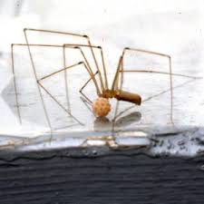 Common funnel weaver spiders in ohio. Spiders See Photos Below Home And Garden Ipm From Cooperative Extension University Of Maine Cooperative Extension