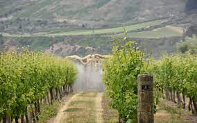 How to train grape vines. 5 Tips To Optimize Spraying In Vineyard