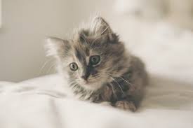 Adopting her was hands on the best decision my husband and i made this year. 5 Months Old Cat Size Behavior Food Kitten Biting More You Should Know