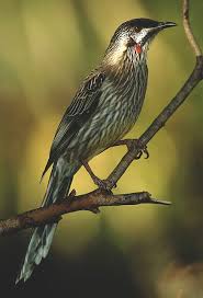 See photos below of birds that are commonly seen in (or from) south carolina backyards during the winter. Red Wattlebird Backyard Australian Native Birds Australian Native Animals Australian Birds