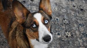 More augie puppies / dog breeders and puppies in missouri. Australian Shepherd Corgi Mix Augie Breed Info With Pictures