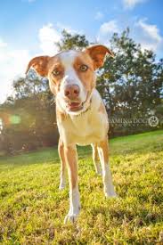 Stock photo luda expression anatomy reference breed full body dog canine portrait border collie short fur black white tongue teeth smiling attentive portrait. Red Smooth Coat Border Collie Pasteurinstituteindia Com