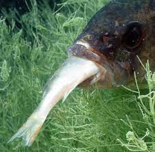 Paarungsverhalten: Fische erkennen Sex-Appeal ihrer Rivalen - WELT