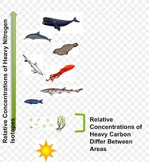Find & download free graphic resources for food chain. Great White Shark Food Chain Aquatic Animal Food Web Png 1016x1103px Great White Shark Animal Aquatic