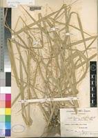 Image result for Panicum subalbidum