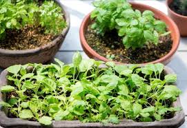 Maybe you would like to learn more about one of these? The Beginner S No Fail Guide To Growing Herbs From Seed