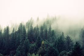 Download wallpapers green for desktop and mobile in hd, 4k and 8k resolution. Hipster Forest Wallpapers Top Free Hipster Forest Backgrounds Wallpaperaccess