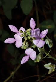 Image result for Desmodium uncinatum