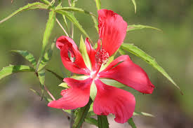 Image result for Hibiscus rhabdotospermus