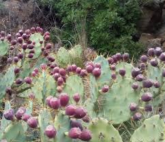 It is also called cactus pear and indian fig (fico d'india in italian). Manda Beeching Painter On Instagram Some Wonderful Prickly Pear Cactus That I Found On A Down River Walk The Other Da Prickly Pear Cactus Prickly Pear Cactus