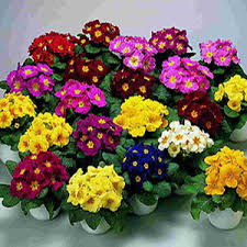 Image result for ‫نگهداری گل پامچال‬‎