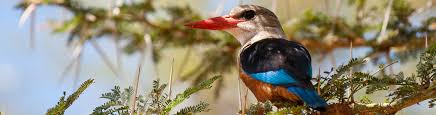 Safari Holidays Tours In Lake Manyara National Park Safari Club