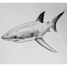 Pin By Gkhn On Animal Shark Drawing Shark Painting Shark Art